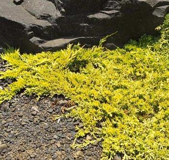 Можжевельник горизонтальный Conglomerata
