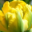 Тюльпан Махровый Vedi Napoli