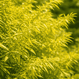 Спирея Тунберга Ogon