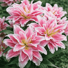 Лилия Roselily Natalia