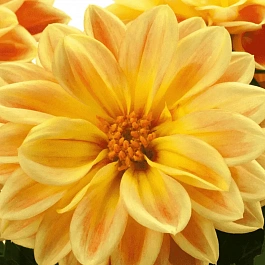 Георгин Dahlietta Surprise Coby