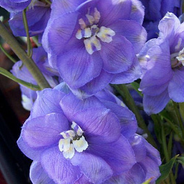 Дельфиниум высокий Дельфис Мисти Дельфиниум высокий Дельфис Мисти