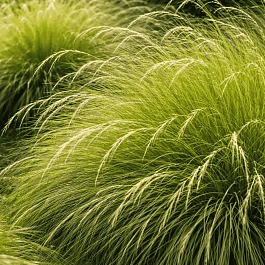 Овсяница Мэра