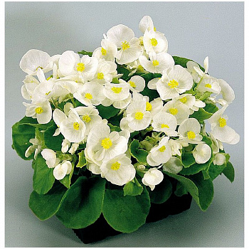 Бегония вечноцветущая зеленолистная Супер Олимпия Вайт