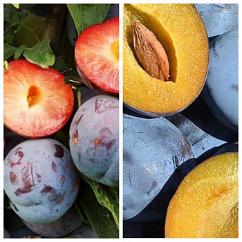 Дерево-сад (2-3х летка) слива 2 сорта Бербанк гигант-Топ Гигант