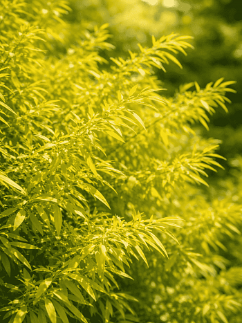 Спирея Тунберга Ogon