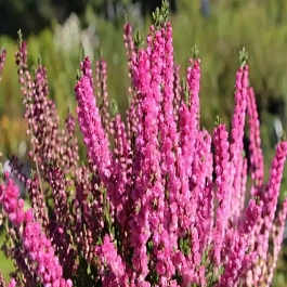 Вереск обыкновенный Jana