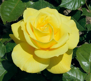 Роза флорибунда Фрезия