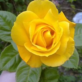 Роза флорибунда Артур Белл