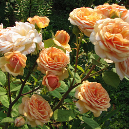 Роза парковая Чарльз Остин