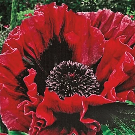 Мак восточный Harlem