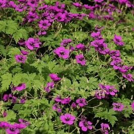 Герань гибридная Dragon Heart