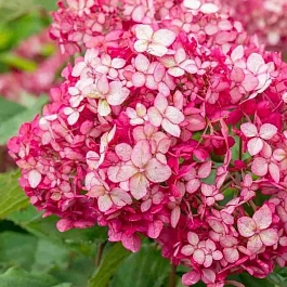 Гортензия древовидная Ruby Annabelle