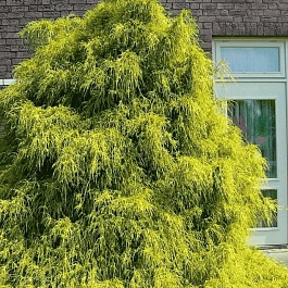 Кипарисовик горохоплодный Filifera Aurea