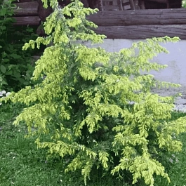 Можжевельник обыкновенный Gold Machangel