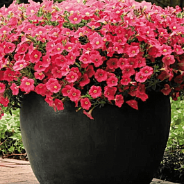 Петуния Potunia Coral (Кашпо)