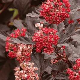 Пузыреплодник калинолистный Red Baron