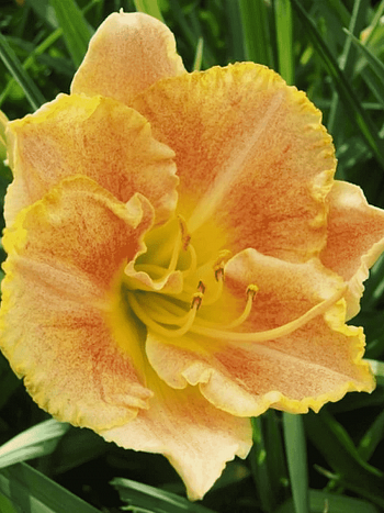 Лилейник Longfields Marmalade