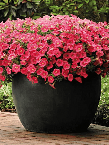 Петуния Potunia Coral (Кашпо)