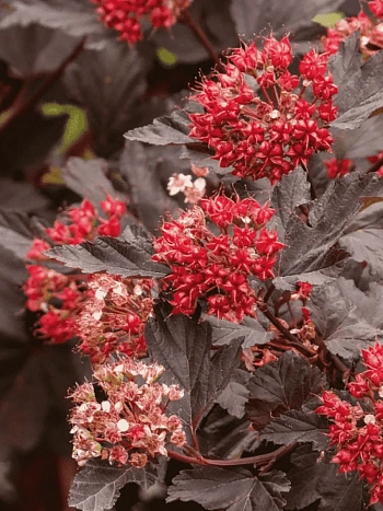 Пузыреплодник калинолистный Red Baron