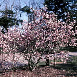 Магнолия звездчатая Рубра