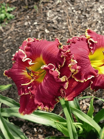 Лилейник Excellent