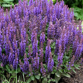 Сальвия дубравная (Шалфей) Сальватор Блу НАБОР 2ШТ (1+1)