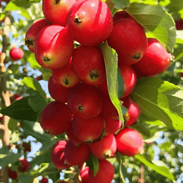 Яблоня Китайка красная