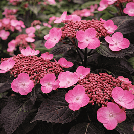 Гортензия пильчатая Avelroz