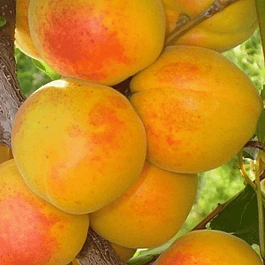 Абрикос Чемпион севера