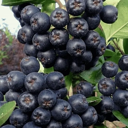 Арония черноплодная Смуглянка