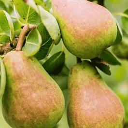 Груша Русская красавица