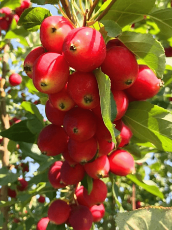 Яблоня Китайка красная