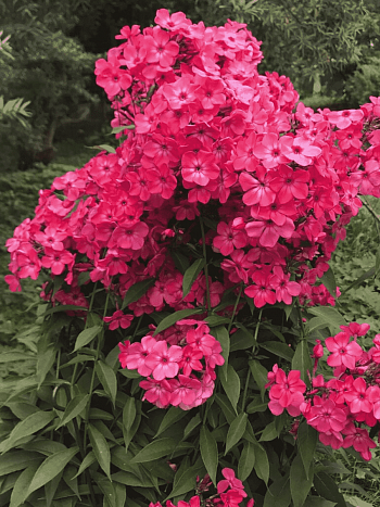 Флокс метельчатый Иван-Заря