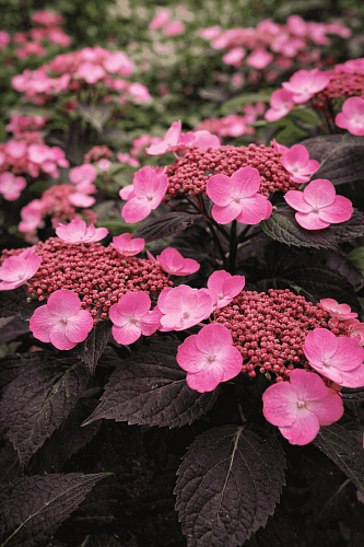 Гортензия пильчатая Avelroz