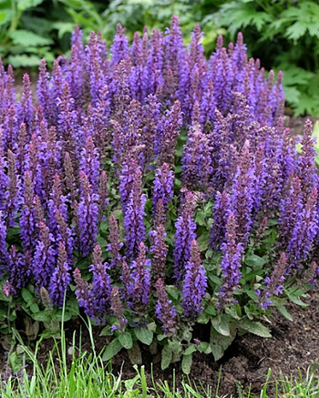 Сальвия дубравная (Шалфей) Сальватор Блу НАБОР 2ШТ (1+1) Сальвия дубравная (Шалфей) Сальватор Блу НАБОР 2ШТ (1+1)