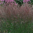 Молиния голубая Edith Dudszus
