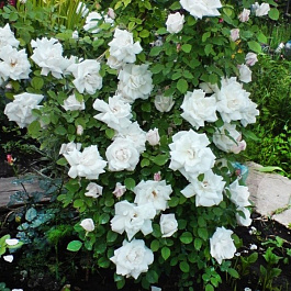 Роза плетистая Клайминг Вирго Роза плетистая Клайминг Вирго