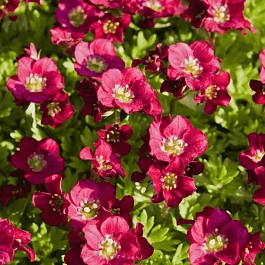 Камнеломка Арендса Harder Zwerg