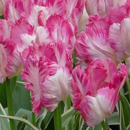 Тюльпан Silver Parrot