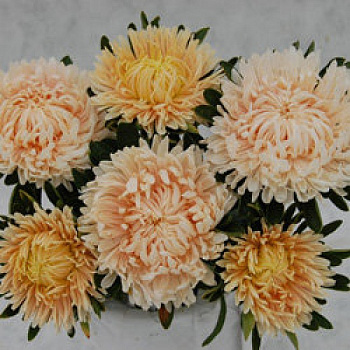 Астра Сиринга Шамоа