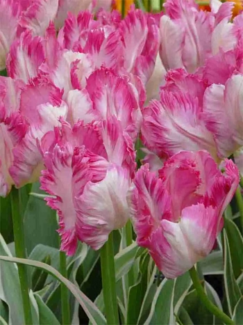 Тюльпан Silver Parrot