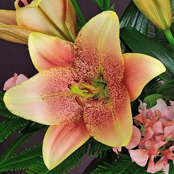 Лилия ЛА-гибрид Свит Дизайр