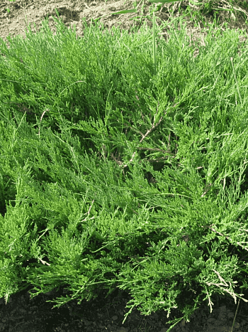 Можжевельник казацкий  Mas