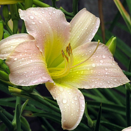 Лилейник гибридный Катерина Вудбери НАБОР 2ШТ (1+1)