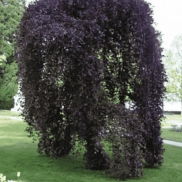 Береза повислая Purpurea