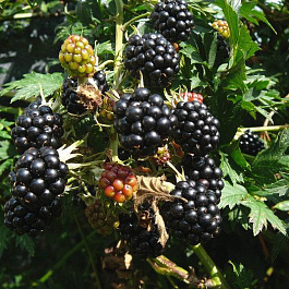 Ежевика Тонлес Эвогрин