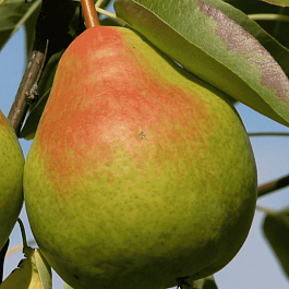 Груша Память Анзина