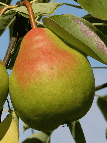 Груша Память Анзина