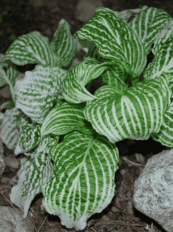 Хоста Second Coming